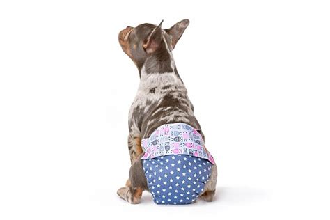 dog panties|The 5 Best Dog Period Pads for Your Menstruating Mutt.